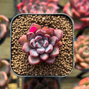 Echeveria 'Purple Dream' 1" Succulent Plant Cutting