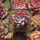 Echeveria 'Purple Dream' 1" Succulent Plant Cutting