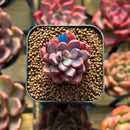 Echeveria 'Purple Dream' 1" Succulent Plant Cutting