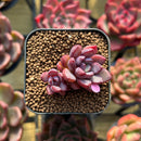 Echeveria 'Purple Dream' 1" Succulent Plant Cutting