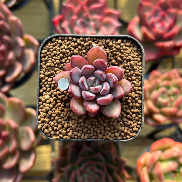 purple dream succulent Echeveria 'Purple Dream' 1