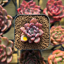 Echeveria 'Purple Dream' 1" Succulent Plant Cutting
