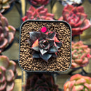 Echeveria 'Monocerotis' Variegated 1" Succulent Plant Cutting