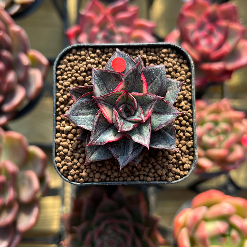 Echeveria 'Monocerotis' Variegated 1