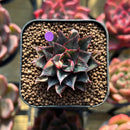 Echeveria 'Monocerotis' Variegated 1" Succulent Plant Cutting