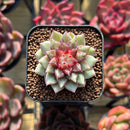 Echeveria sp. 1" Seed-Grown Hybrid Succulent Plant Cutting