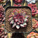 Echeveria sp. 1" Seed-Grown Hybrid Succulent Plant Cutting