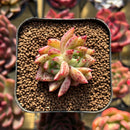 Echeveria sp. 1" Seed-Grown Hybrid Succulent Plant Cutting