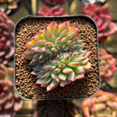 Echeveria sp. Crested 1" Seed-Grown Hybrid Succulent Plant Cutting