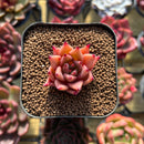 Echeveria sp. 1" Seed-Grown Hybrid Succulent Plant Cutting