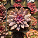 Echeveria sp. 1" Seed-Grown Hybrid Succulent Plant Cutting