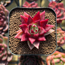 Echeveria sp. 1" Seed-Grown Hybrid Succulent Plant Cutting