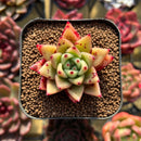 Echeveria sp. 1" Seed-Grown Hybrid Succulent Plant Cutting