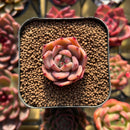 Echeveria sp. 1" Seed-Grown Hybrid Succulent Plant Cutting
