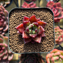 Echeveria sp. 1" Seed-Grown Hybrid Succulent Plant Cutting