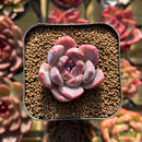 Echeveria sp. 1" Seed-Grown Hybrid Succulent Plant Cutting