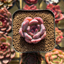 Echeveria sp. 1" Seed-Grown Hybrid Succulent Plant Cutting