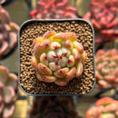 Echeveria sp. 1" Seed-Grown Hybrid Succulent Plant Cutting