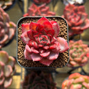 Echeveria sp. 1" Seed-Grown Hybrid Succulent Plant Cutting