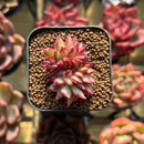 Echeveria sp. Crested 1" Seed-Grown Hybrid Succulent Plant Cutting