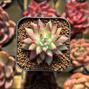 Echeveria sp. 1" Seed-Grown Hybrid Succulent Plant Cutting
