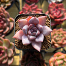 Echeveria sp. 1" Seed-Grown Hybrid Succulent Plant Cutting
