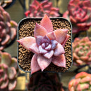 Echeveria sp. 1" Seed-Grown Hybrid Succulent Plant Cutting