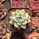 Echeveria sp. 1" Seed-Grown Hybrid Succulent Plant Cutting