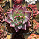 Echeveria sp. 1" Seed-Grown Hybrid Succulent Plant Cutting