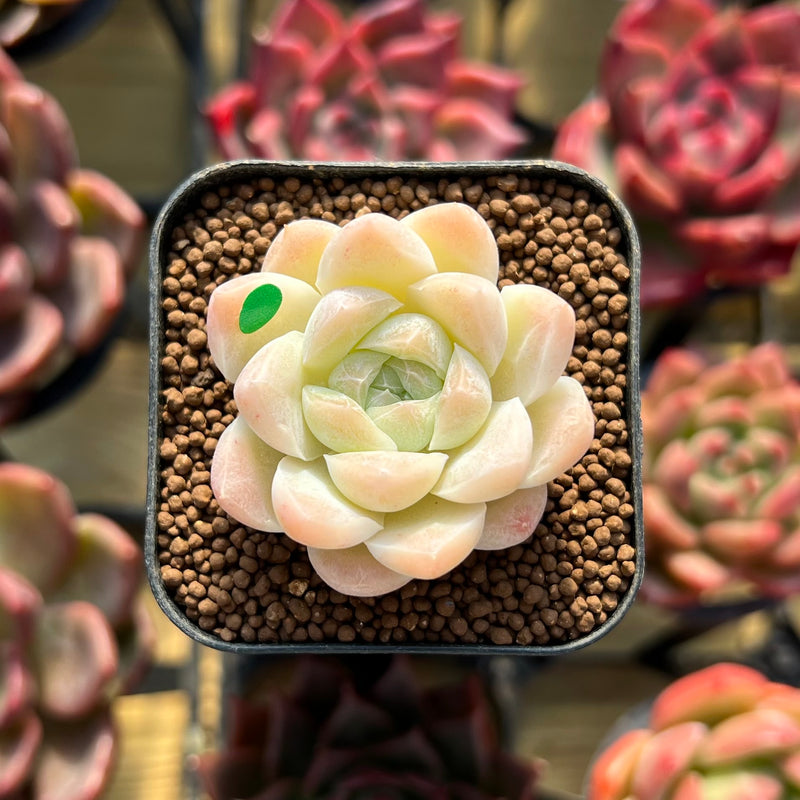rare succulent cuttings Echeveria 'Hugo' 1