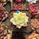Echeveria 'Hugo' 1" Succulent Plant Cutting