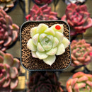 Echeveria 'Hugo' 1" Succulent Plant Cutting
