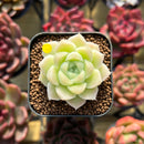 Echeveria 'Hugo' 1" Succulent Plant Cutting