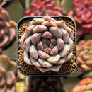 Echeveria sp. 1" Seed-Grown Hybrid Succulent Plant Cutting