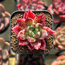Echeveria sp. 1" Seed-Grown Hybrid Succulent Plant Cutting