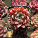 Echeveria sp. 1" Seed-Grown Hybrid Succulent Plant Cutting