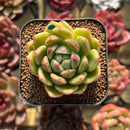 Echeveria 'Día' 2" New Hybrid Succulent Plant Cutting