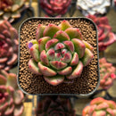 Echeveria 'Día' 2" New Hybrid Succulent Plant Cutting