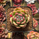 Echeveria 'Día' 2" New Hybrid Succulent Plant Cutting