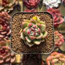 Echeveria 'Día' 2" New Hybrid Succulent Plant Cutting