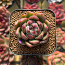 Echeveria 'Día' 2" New Hybrid Succulent Plant Cutting