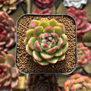 Echeveria 'Día' 2" New Hybrid Succulent Plant Cutting