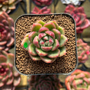 Echeveria 'Día' 2" New Hybrid Succulent Plant Cutting