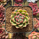Echeveria 'Día' 2" New Hybrid Succulent Plant Cutting