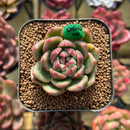 Echeveria 'Día' 2" New Hybrid Succulent Plant Cutting