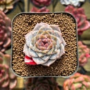 Echeveria 'Herace' 2" Seed-Grown Succulent Plant Cutting