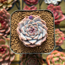 Echeveria 'Herace' 2" Seed-Grown Succulent Plant Cutting