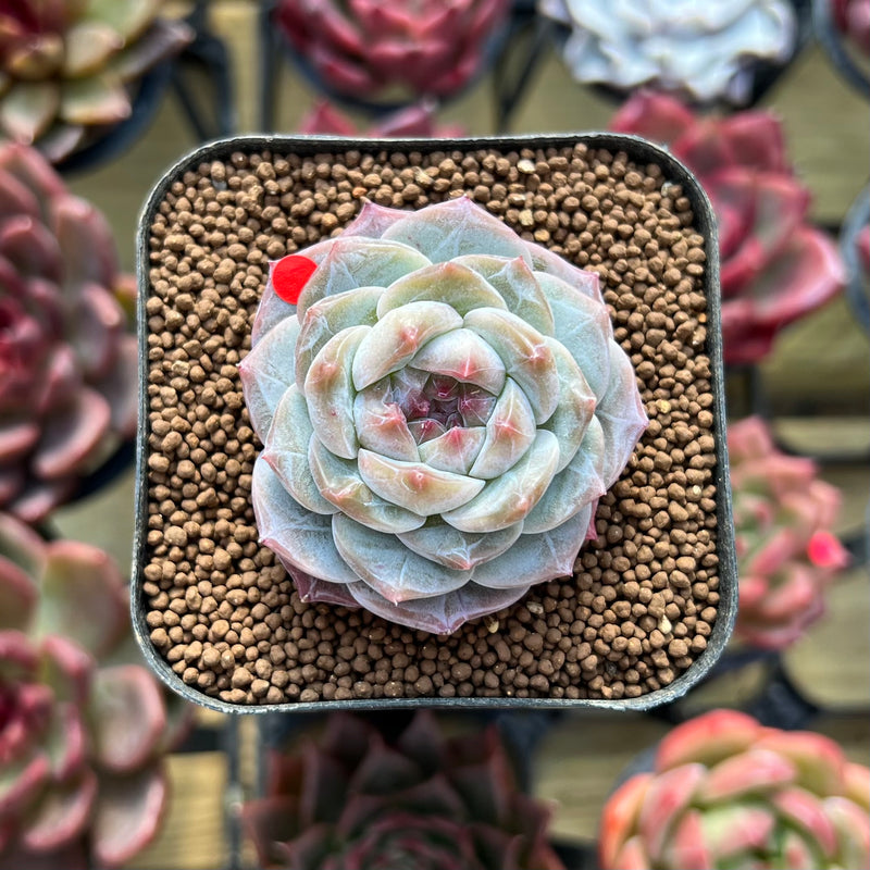 planting echeveria seeds Echeveria 'Herace' 2