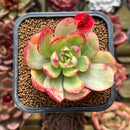 Echeveria sp. Variegated 2" Succulent Plant Cutting