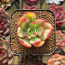 Echeveria sp. Variegated 2" Succulent Plant Cutting
